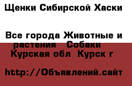 Щенки Сибирской Хаски - Все города Животные и растения » Собаки   . Курская обл.,Курск г.